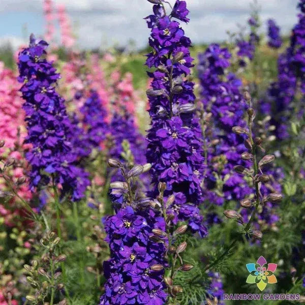 Delphinium Seeds - 200+ Count - Lilac Spire Variety - Perennial Flower Seeds for Garden Planting - USA