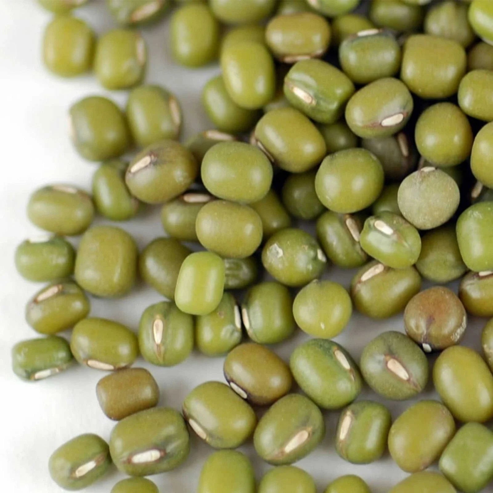 Mung Bean Seeds | Non-GMO Green Beans | Asian Vegetable Variety | Vigna radiata