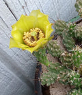 Grusonia Bulbispina Cactus Cuttings - Rare Durango Zacatecas Mat Forming Succulent Plant