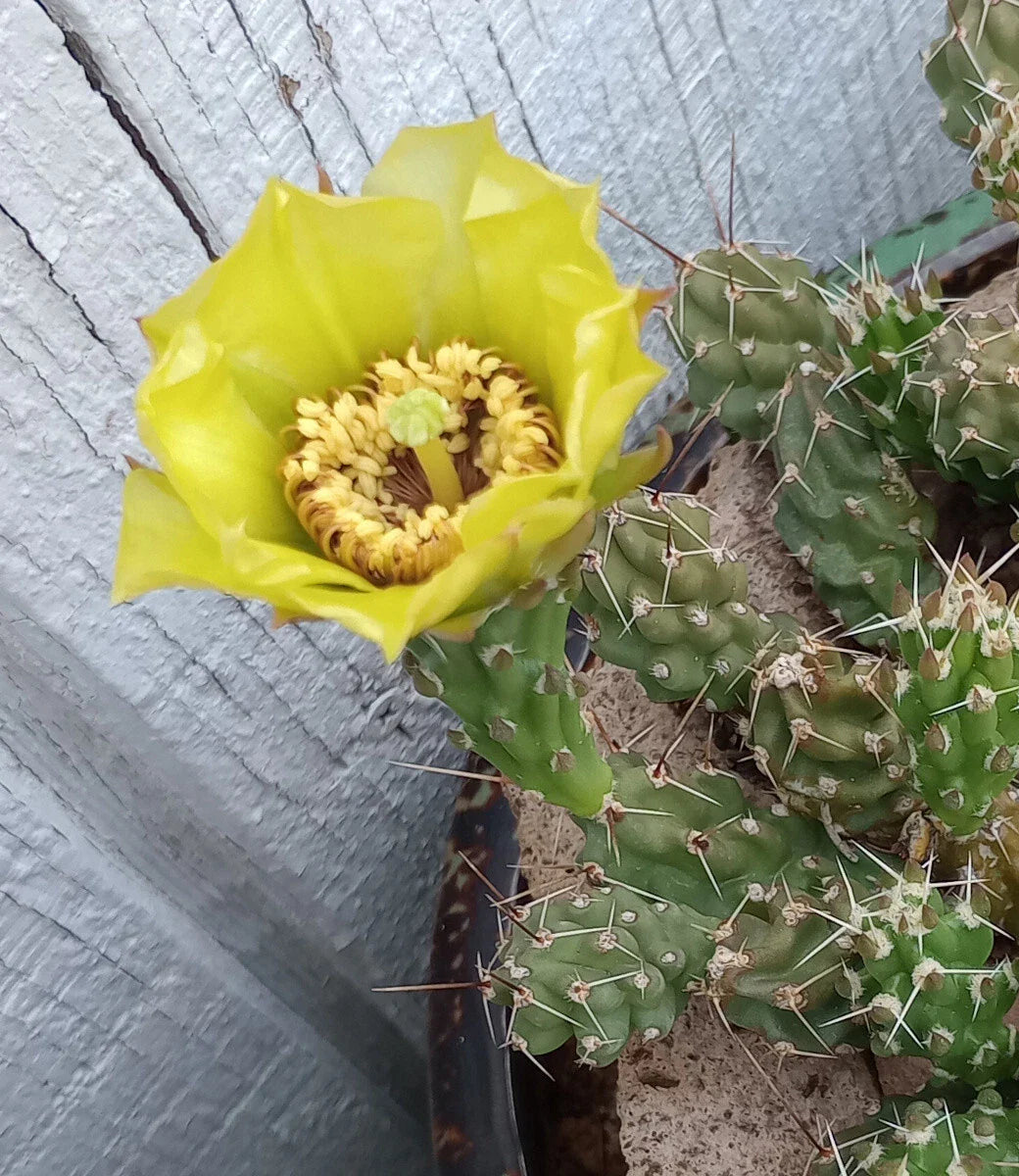 Grusonia Bulbispina Cactus Cuttings - Rare Durango Zacatecas Mat Forming Succulent Plant
