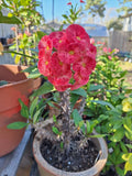 Euphorbia Milii Cuttings - Jumbo Peachy Pink Flowers - Crown of Thorns Plant - Qty 1