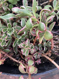 Sedum Spathulifolium 'Tricolor' - Six Rooted Sedum Spudium Plants in Colorful Variegated Foliage