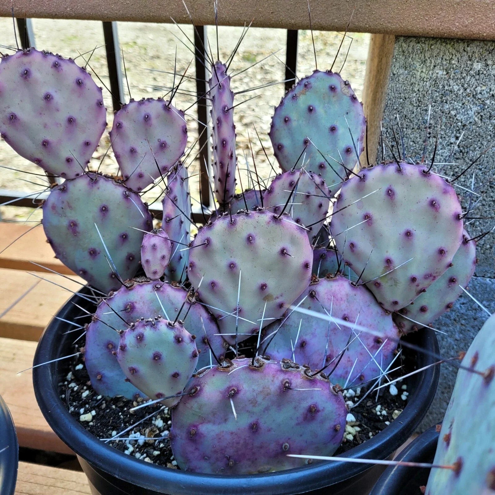 Purple Cactus Seeds - 10 Pack Opuntia Santa Rita Prickly Pear Fruit Rare Hardy Fast Growing