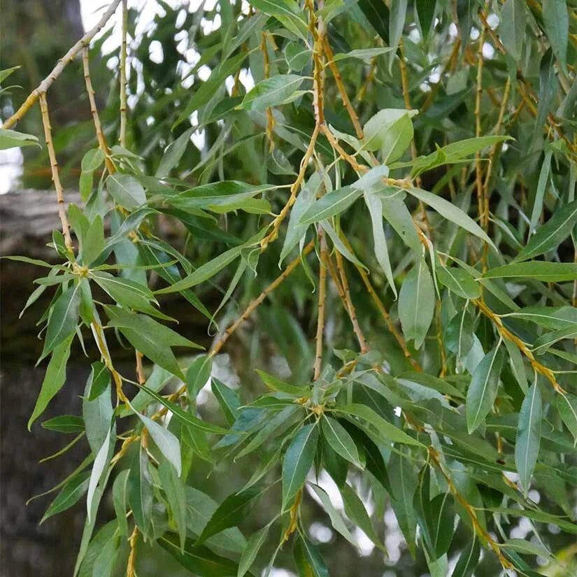 Weeping Willow Cuttings, 9 Organic Cuttings, Salix Babylonica, Bonsai Spec, Fast-Growing Tree