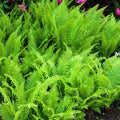 Hay Scented Fern Clumps Bare-root Green Ground Cover Dennstaedtia punctilobula Fast Growing Shade Plant