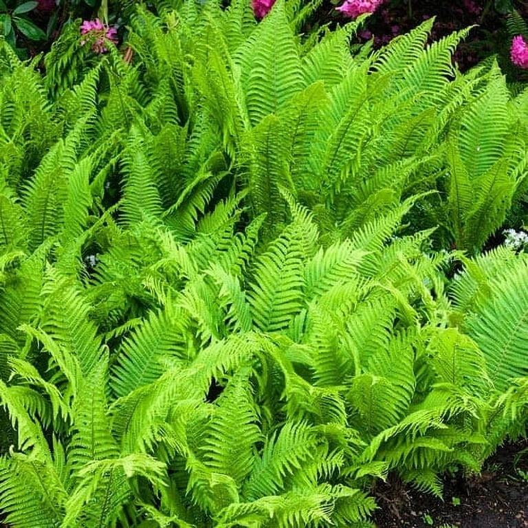 Hay Scented Fern Clumps Bare-root Green Ground Cover Dennstaedtia punctilobula Fast Growing Shade Plant