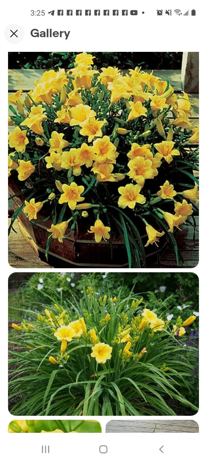 Perennial Stella De Oro Daylily Live Plant 6-Pack, Yellow Hemerocallis, Reblooming, Drought Tolerant, Bare Root, Outdoor Garden