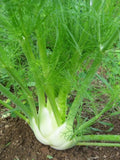 Florence Fennel Seeds 250+ Non-GMO Vegetable Garden Seeds for Salads - Foeniculum vulgare var. dulce
