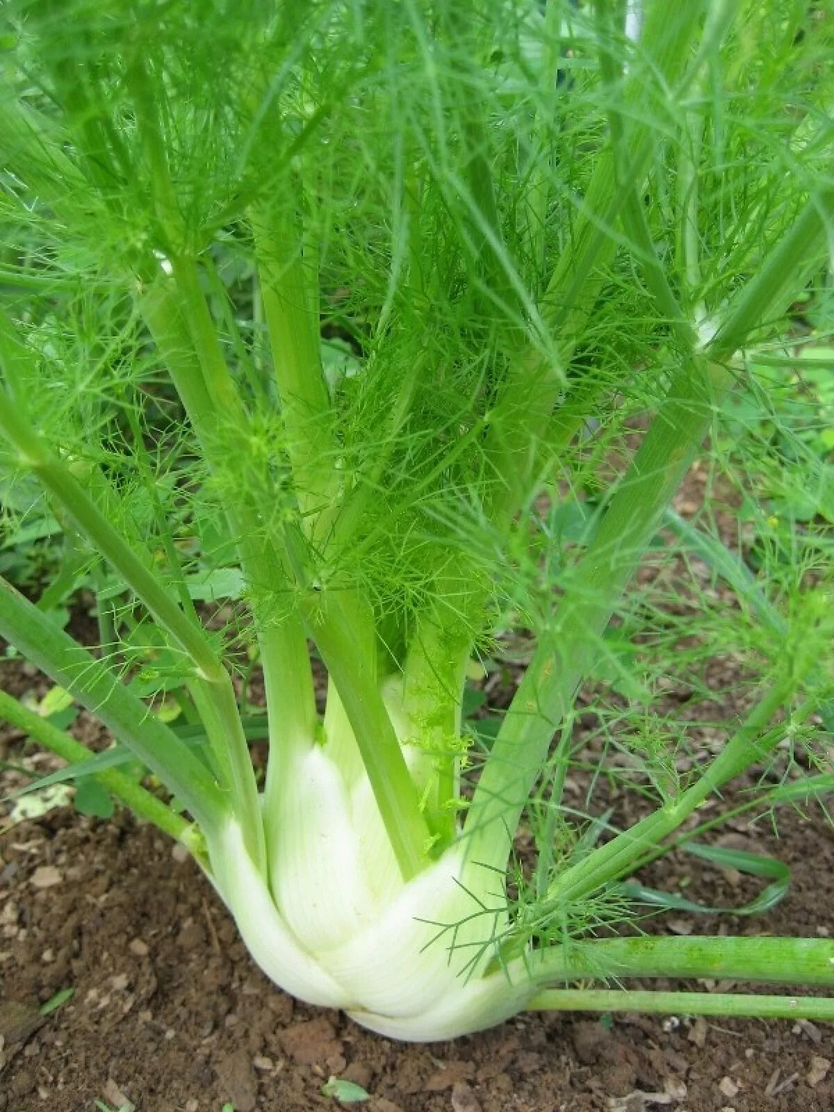 Florence Fennel Seeds 250+ Non-GMO Vegetable Garden Seeds for Salads - Foeniculum vulgare var. dulce