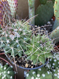 Mammillaria Polythele Durispina Cactus | 3 Inch Nursery Pot | Desert Plant | Succulent Garden Decor