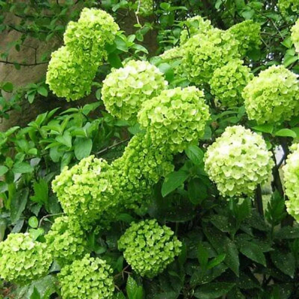 Lime Light Hydrangea Seeds - 5 Perennial Flower Seeds for Garden - Hydrangea paniculata