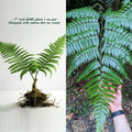 Rare LIVE 7" Cyathus Borinquena Tree Fern - Exotic Tropical Plant for Unique Indoor or Outdoor Gardens