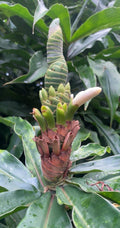 Yellow Spiral Ginger Cuttings - 5 Rooted Cuttings, Dimerocostus strobilaceous, Hawaii Grown