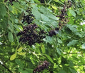 European Black Elderberry Seeds - 100 Pack - Sambucus nigra - Ideal for Planting and Home Gardens