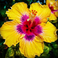 Yellow Pink Hibiscus Seeds - 20 Perennial Tropical Flower Seeds - Hibiscus rosa-sinensis - US Seller