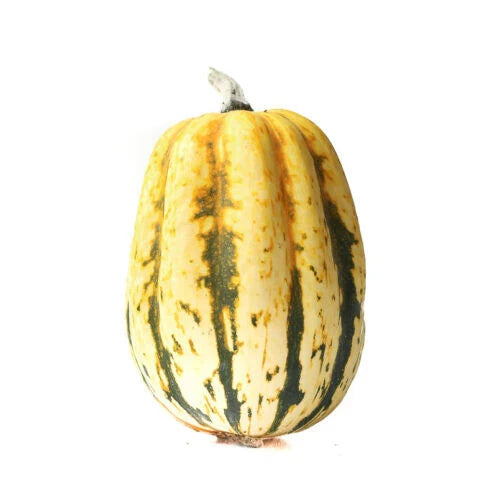 Jester Squash Seeds - 25+ Pack - Colorful Variegated Variety - Cucurbita pepo - USA Grown, Free Shipping