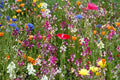 Dry Land Wildflower Seed Pack - Fresh Wildflower Seeds for Native Plant Gardens - Great for Pollinators, Eco-Friendly
