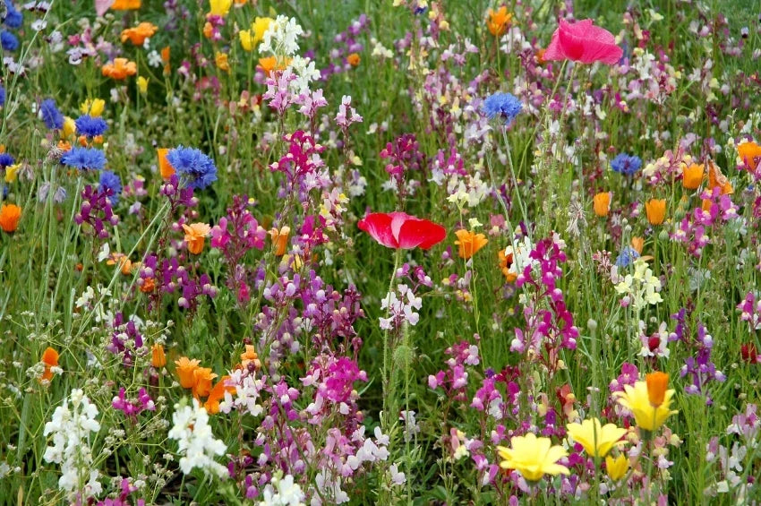 Dry Land Wildflower Seed Pack - Fresh Wildflower Seeds for Native Plant Gardens - Great for Pollinators, Eco-Friendly