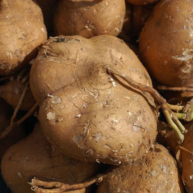 True Jicama Seeds - 2025 Planting - Mexican Yam Bean Root - Pachyrhizus erosus