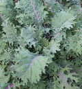 Red Russian Kale Seeds 500+ Non-GMO Cool Weather Vegetable Seeds Brassica napus
