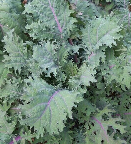 Red Russian Kale Seeds 500+ Non-GMO Cool Weather Vegetable Seeds Brassica napus