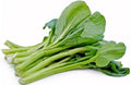 Yu Choy Sum Seeds - 100+ Seeds - Jung Green - Vegetable Seeds for Outdoor Planting - Brassica rapa subsp. parachinensis