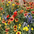 Wildflower Seed Mix - 200 Organic Drought Tolerant Seeds - USA Native Wildflowers for Dryland Gardens