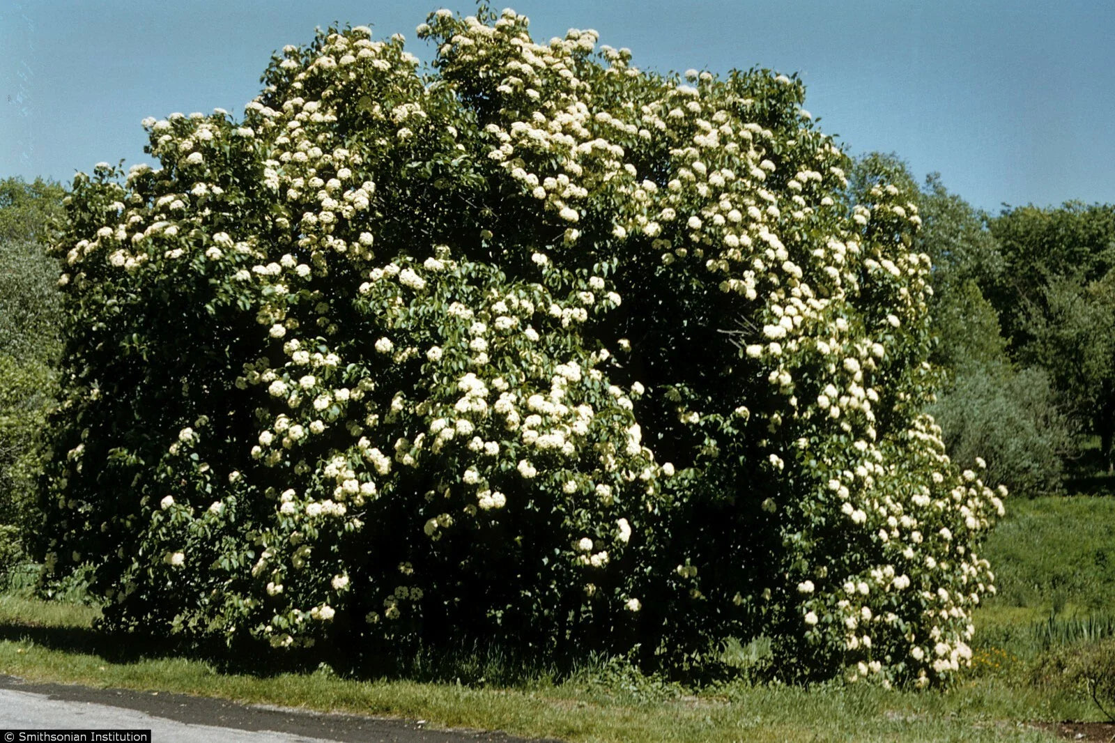 Nannyberry Starter Plant 8-12 Inches Viburnum lentago Hardy Shrub Small Tree Zones 5-9 Landscaping Garden Plant