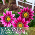 Gazania Seeds - 75+ Mystic Flame Variety - Fragrant Fresh Flower Seeds - Non GMO