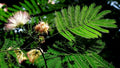 Mimosa Seeds - Persian Silk Tree Seeds - Albizia julibrissin - Fast-Growing Flowering Tree for Gardens and Landscaping