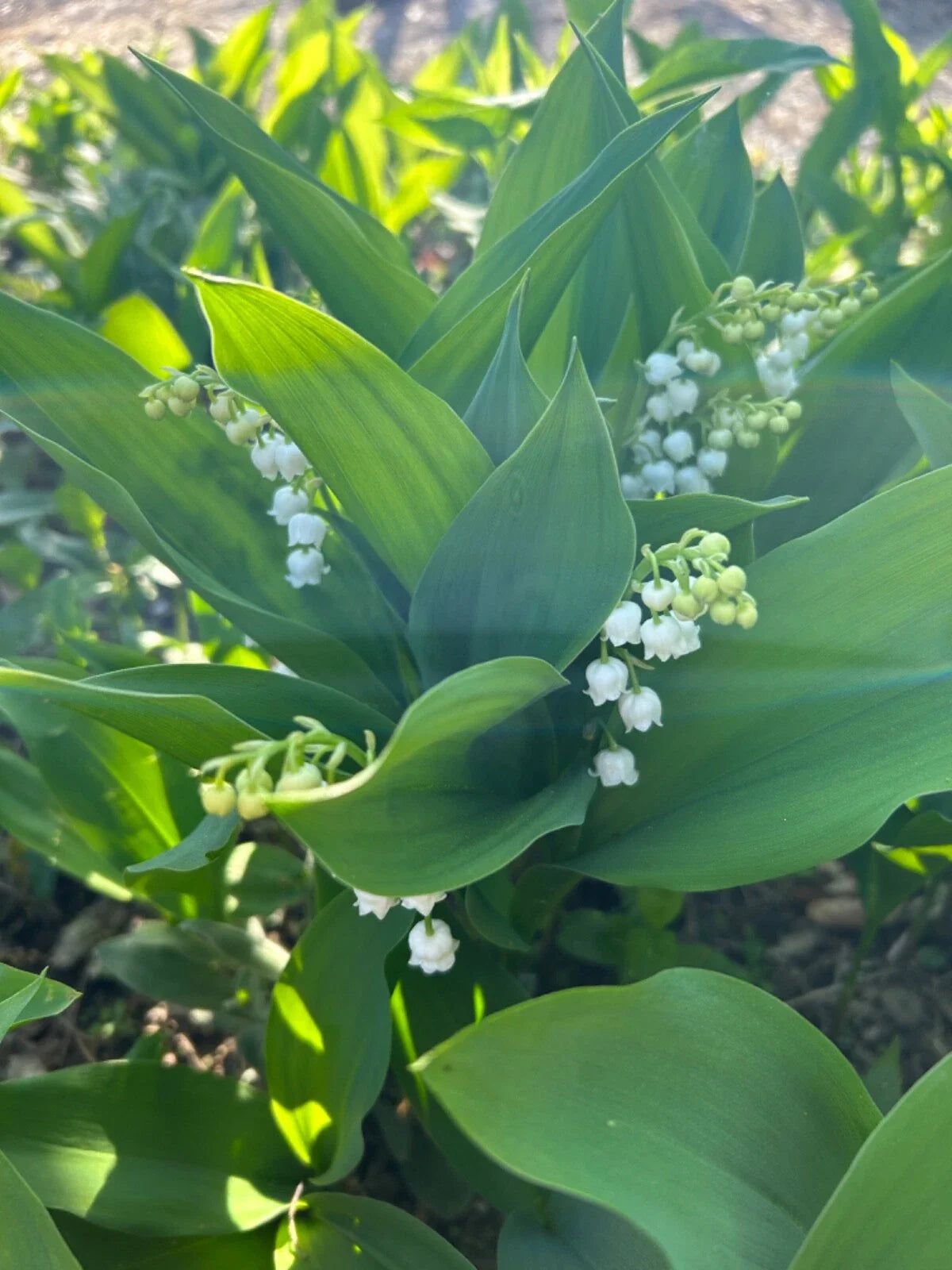 Lilly of the Valley Bare Root Plants - 10 Perennial Live Flowering Transplants - Convallaria majalis - Organic & Pesticide-Free
