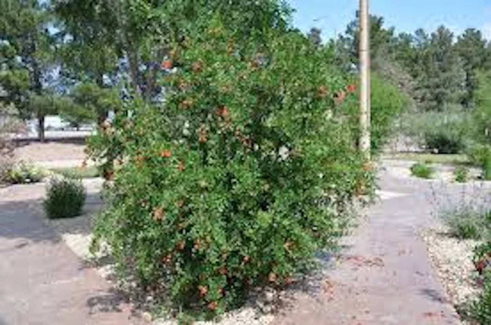 Pomegranate Tree Plant - 3 Edible Starter Plants - 'Wonderful' Variety - Punica granatum - Fruit-Bearing, Deciduous Shrub