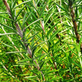Rosemary Seeds - Blue Tuscan Variety for Herb Garden - Perennial Culinary Herb (Rosmarinus officinalis)