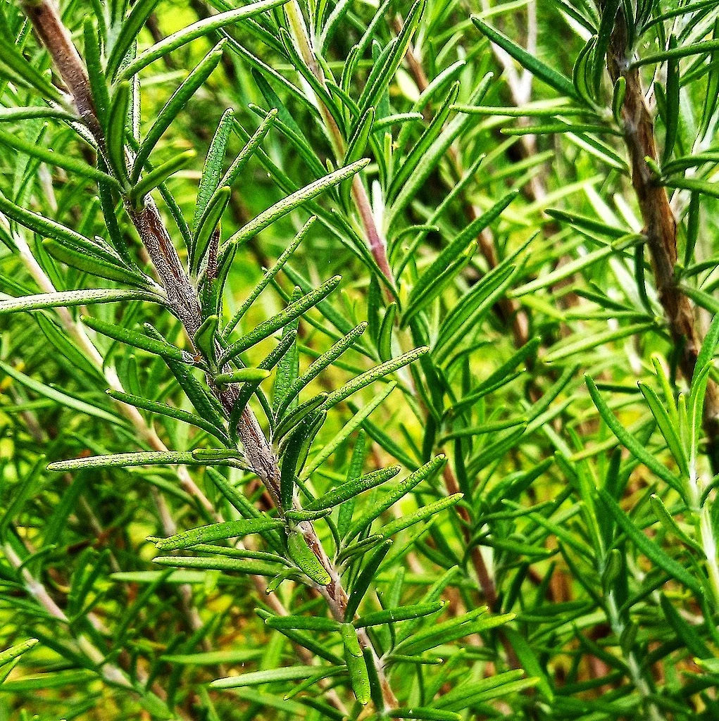Rosemary Seeds - Blue Tuscan Variety for Herb Garden - Perennial Culinary Herb (Rosmarinus officinalis)
