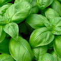 Genovese Basil Seeds | NON-GMO Heirloom Seeds | Fresh Culinary Herb | Ocimum basilicum