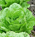 Organic Paris Island Cos Romain Lettuce Seeds - 601+ for Spring & Fall Garden, Ideal for Containers, Non-GMO