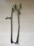 Goji Berry Live Plant - 2 Fresh Cuttings Bare Root - Lycium barbarum Ready to Plant