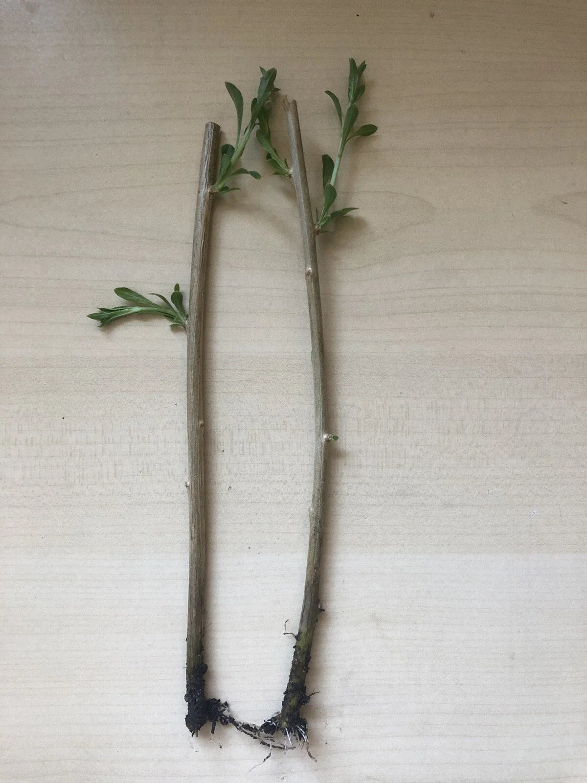 Goji Berry Live Plant - 2 Fresh Cuttings Bare Root - Lycium barbarum Ready to Plant