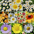 Daisy Flower Seed Mix - 500+ Crazy Mix Seeds for Hummingbird Attraction - USA Grown