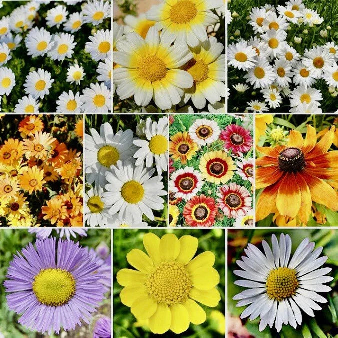 Daisy Flower Seed Mix - 500+ Crazy Mix Seeds for Hummingbird Attraction - USA Grown