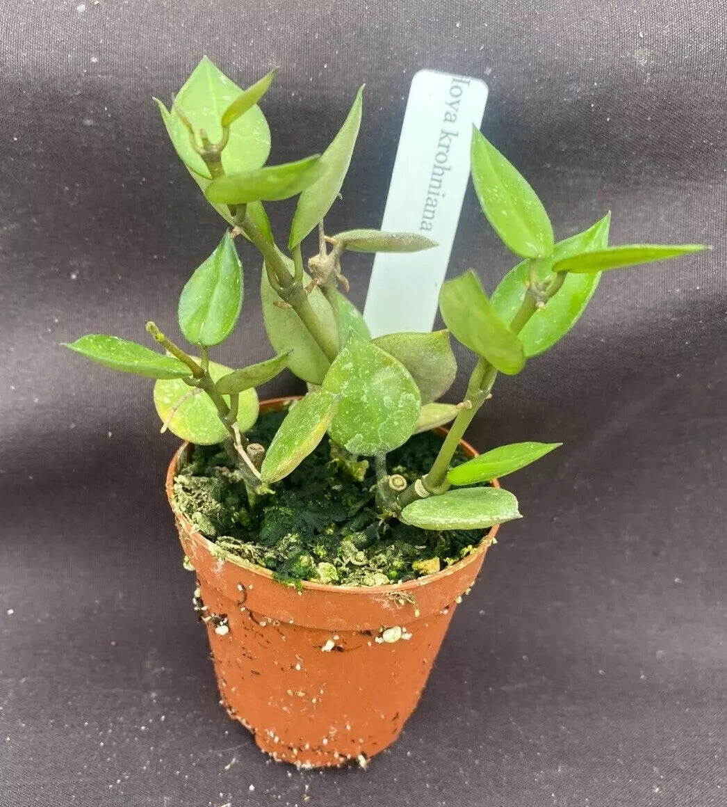 Hoya krohniana Plants, 2" Pot, Two+ Rooted, Indoor Houseplant, Rare Wax Vine