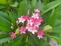 Plumeria Cuttings | Colorful Flowering Variety | Frangipani | Plumeria spp.