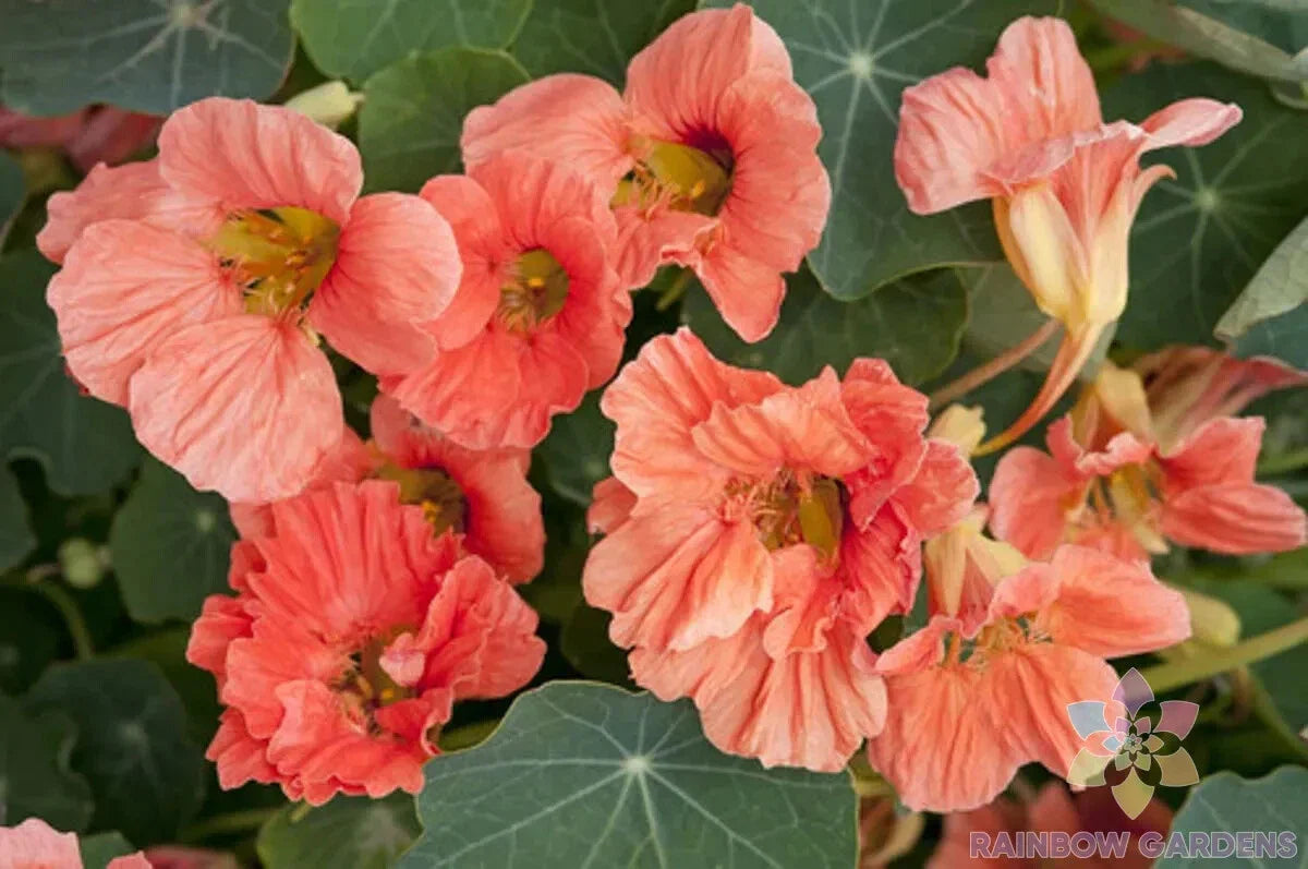 Nasturtium Seeds - 50+ Salmon Mousse Variety - Ideal for Garden Planting - Tropaeolum majus