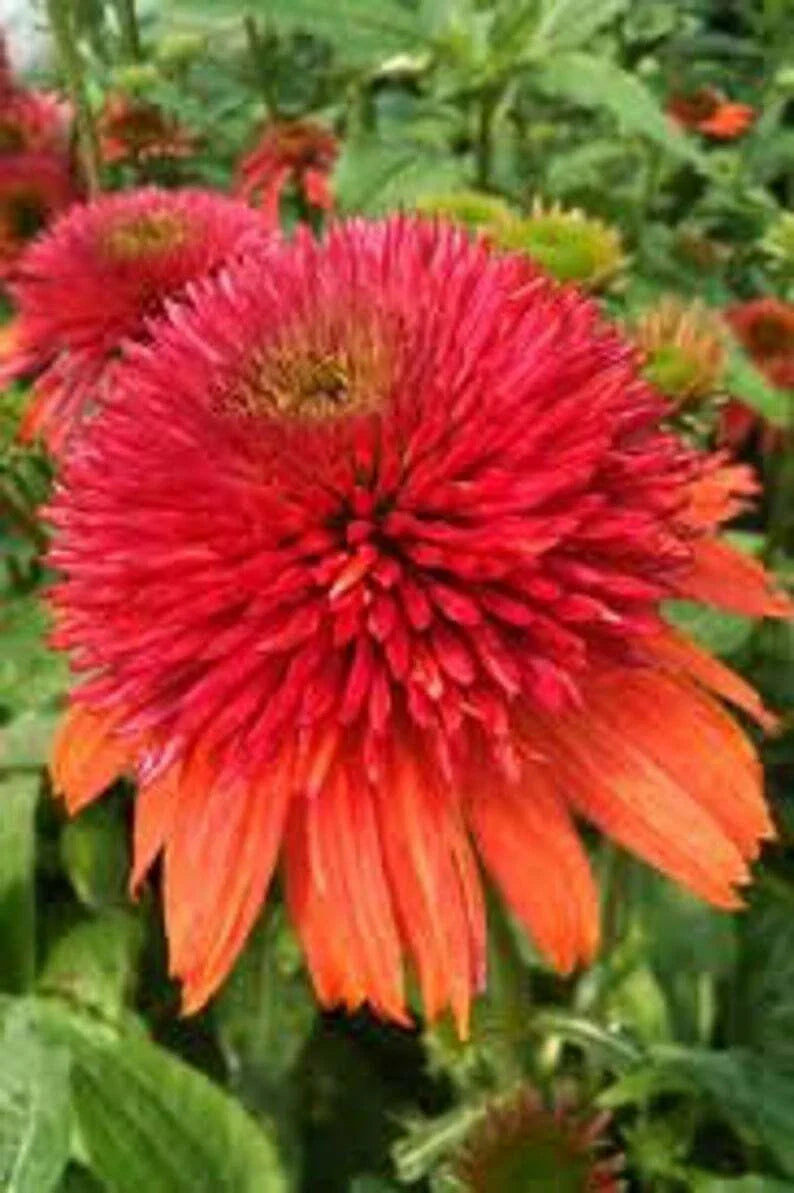 Double Orange Coneflower Seeds - 50 Pack - Echinacea Perennial Flowers - US Seller