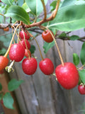 Goumi Cuttings - 4 Edible Red Fruit Plants - Nitrogen Fixing Permaculture Tree - Elaeagnus multiflora