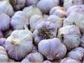 Siberian Garlic Whole Bulbs - Ready for Eating or Planting - Allium sativum