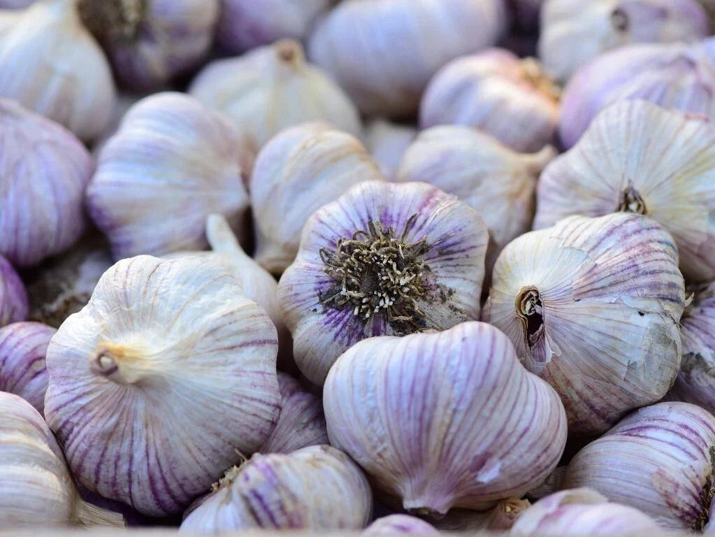 Siberian Garlic Whole Bulbs - Ready for Eating or Planting - Allium sativum