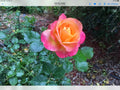 Rose Cuttings - Glowing Sunset Variety - Rosa Hybrid