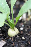 Hailstone White Radish Seeds - Heirloom Non-GMO, 500 Seeds - Radishes (Raphanus sativus)