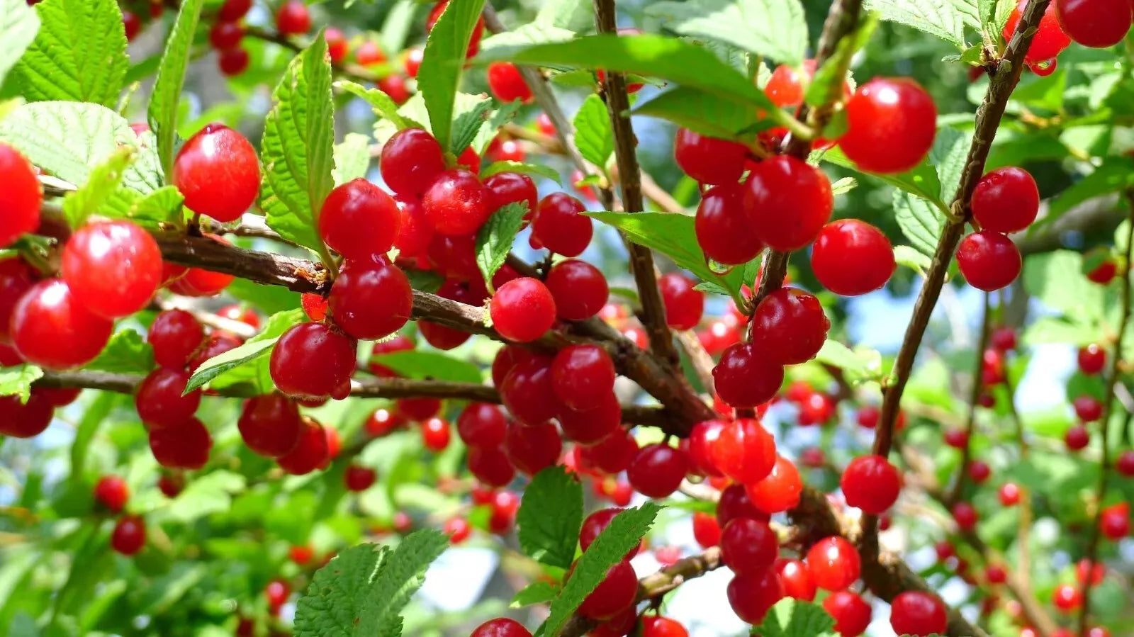 Nanking Cherry Seeds - 10 Pack - Prunus tomentosa - Edible Fruit Bush - Garden Plant Seeds